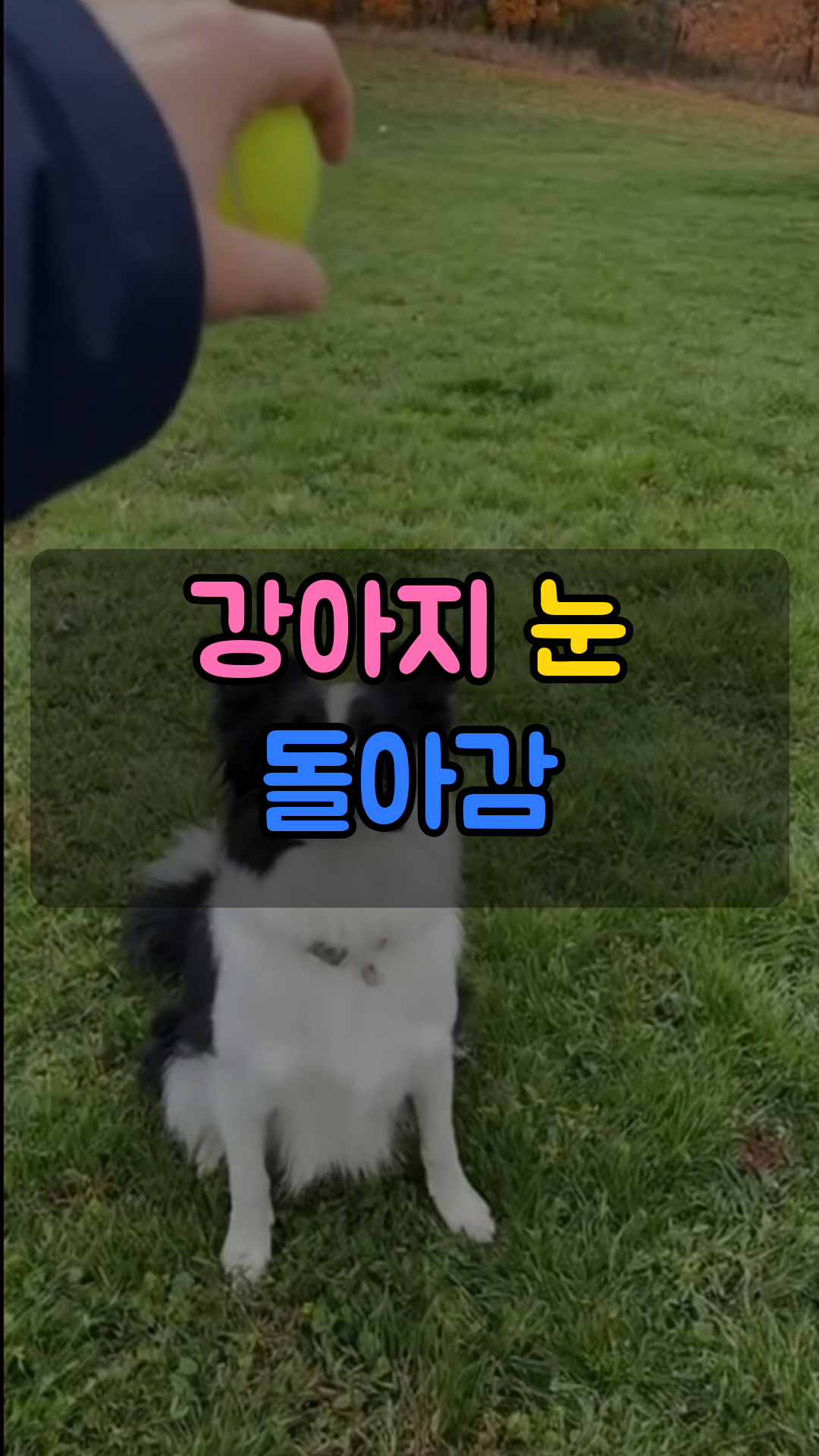 강아지 자동 원터치 공 런처 (내새끼코리아 도기볼 DB-101)